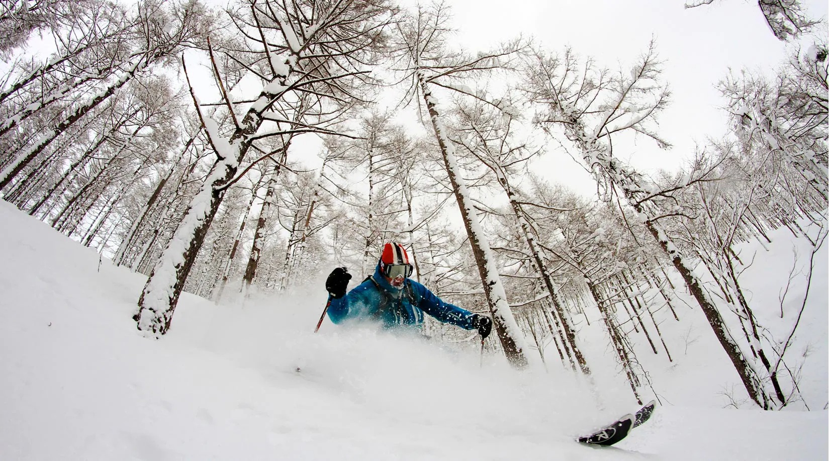 Skier in the snowy forest 