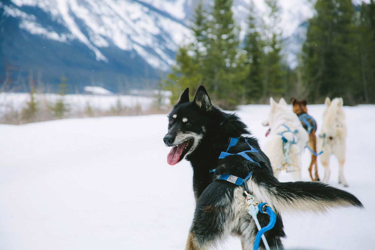 Husky Looking At Camera Snow Around Him