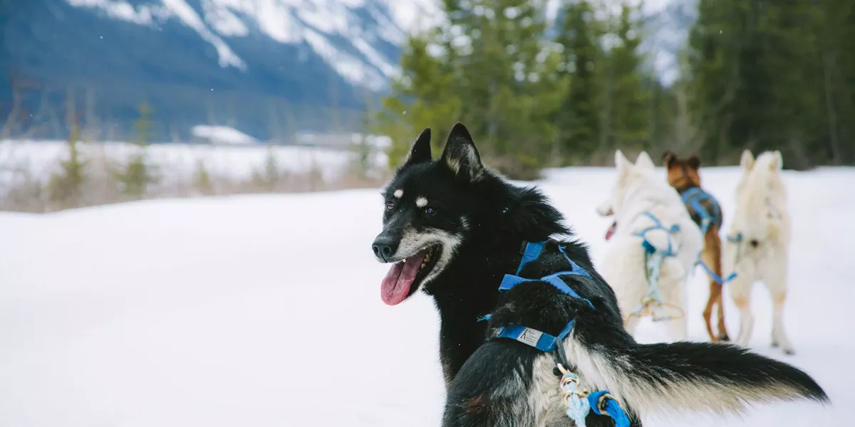 Husky Looking At Camera Snow Around Him