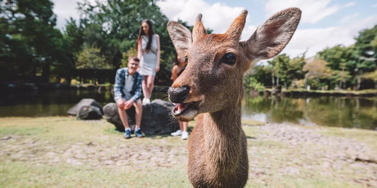 Mini Deer