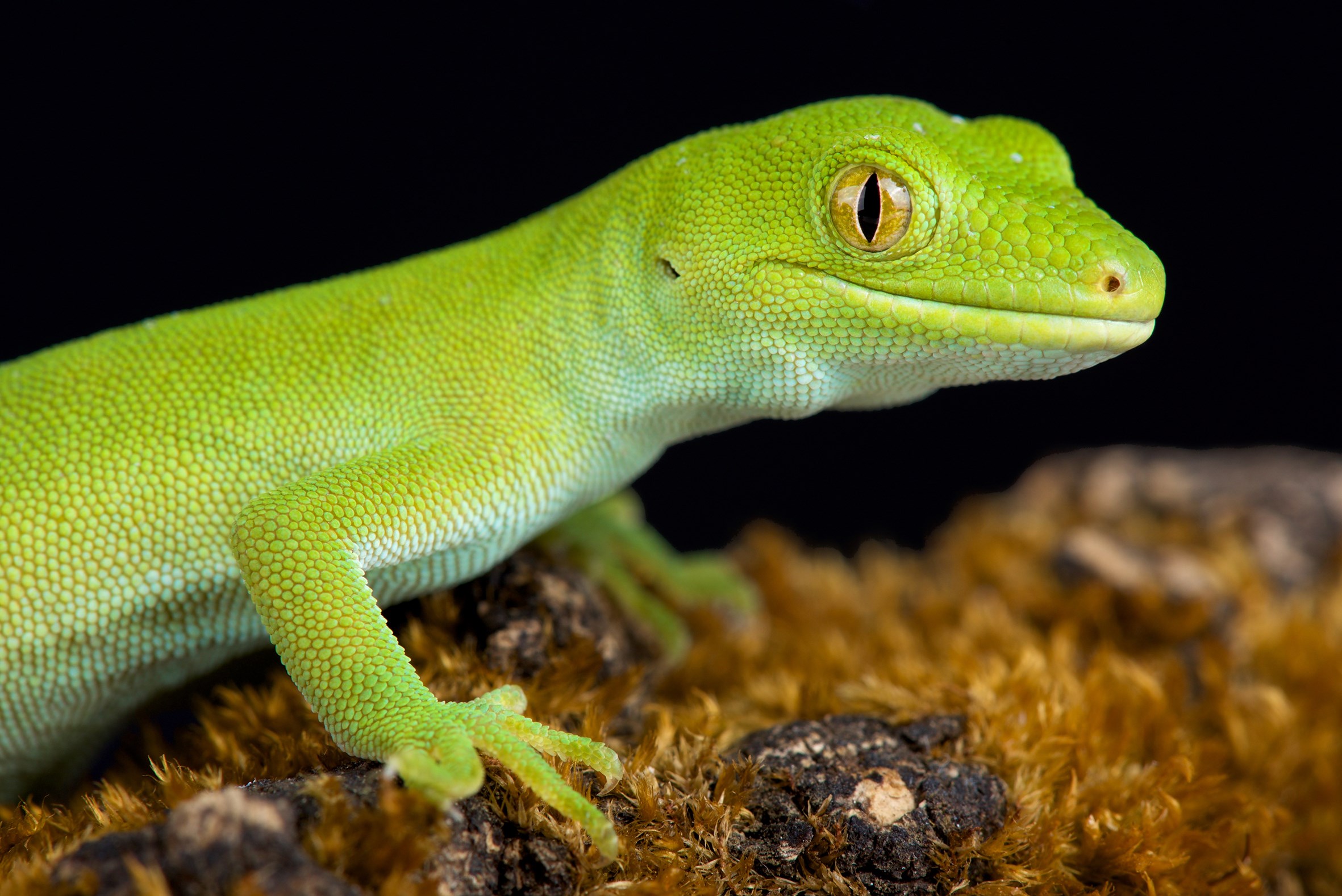 Reptile, Zealandia Sanctuary, Wellington, New Zealand