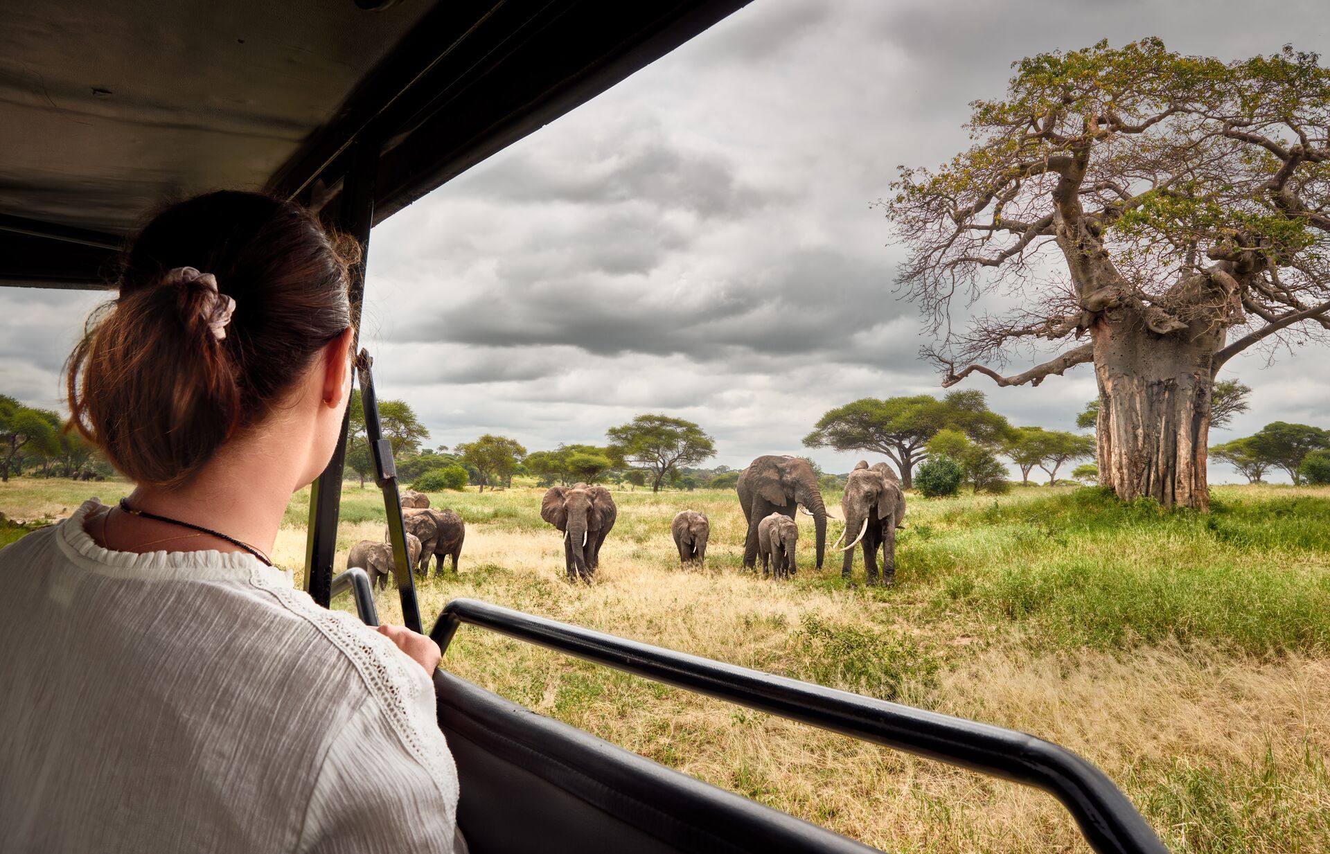 Large Woman On An African Safari Travels By Car With An Open Roof And Watching Wild Elephants 1212708236