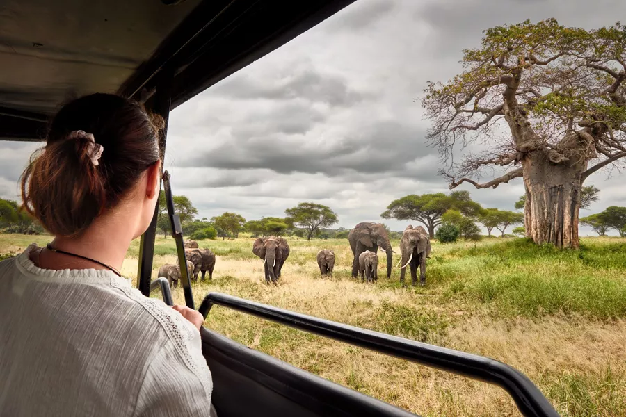 Large Woman On An African Safari Travels By Car With An Open Roof And Watching Wild Elephants 1212708236