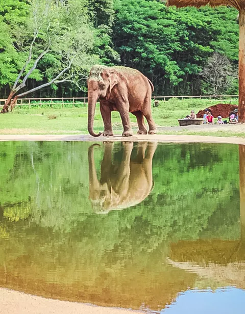 Help give rescue elephants a chance at rehabilitation at the Elephant Nature Park, Thailand