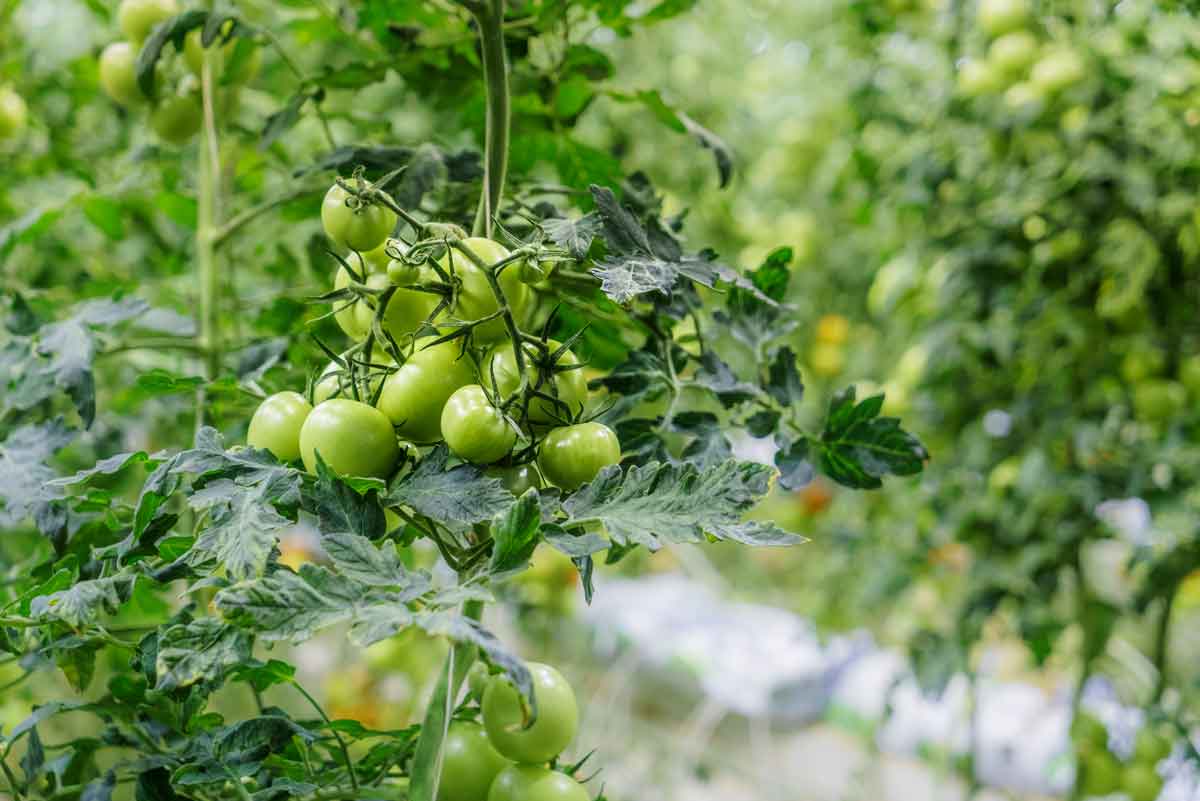 Greenhouse Growing Organic Tomatoes Iceland