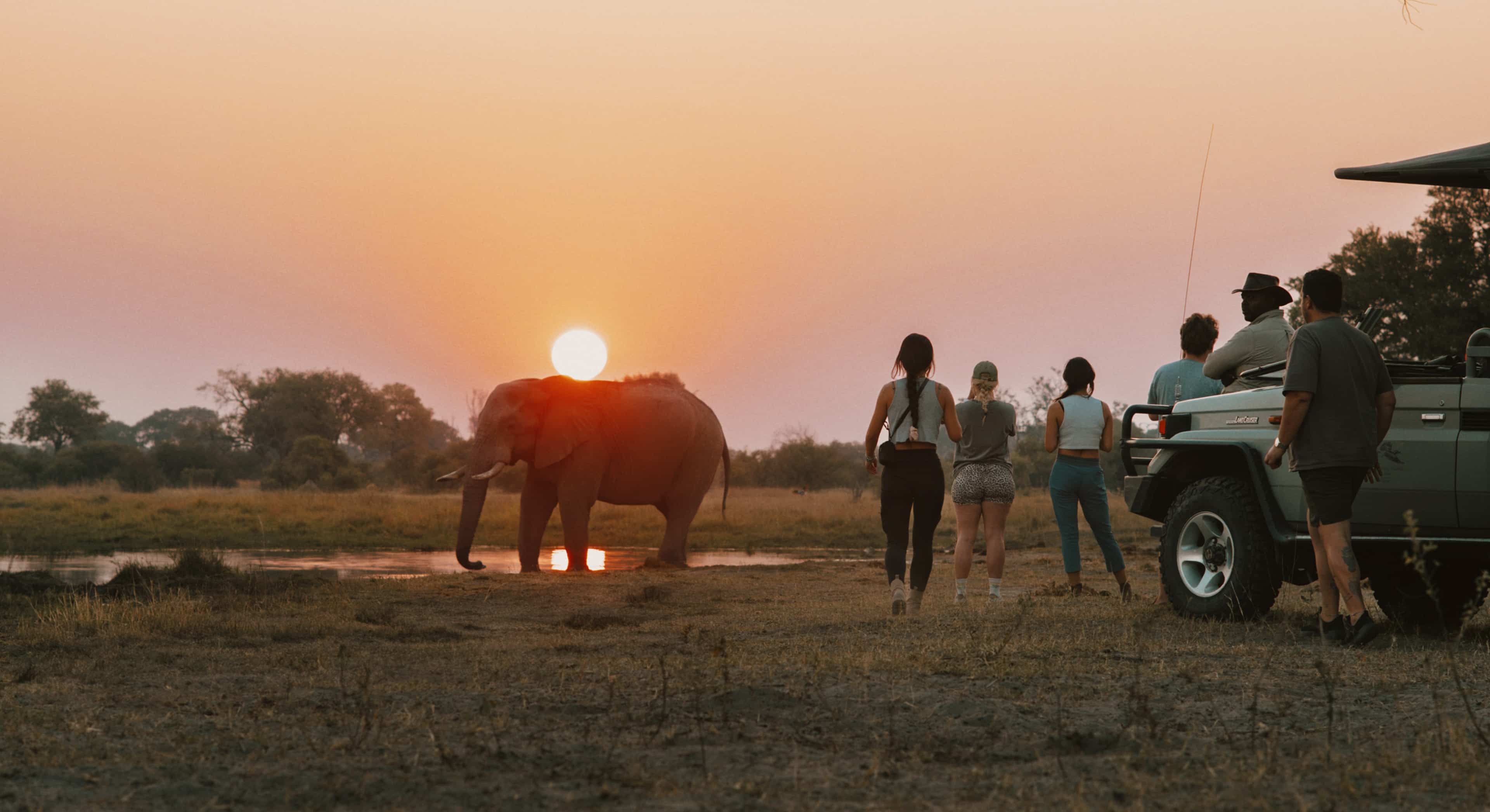 Travellers Observe Elephant Safari Sunset Botswana