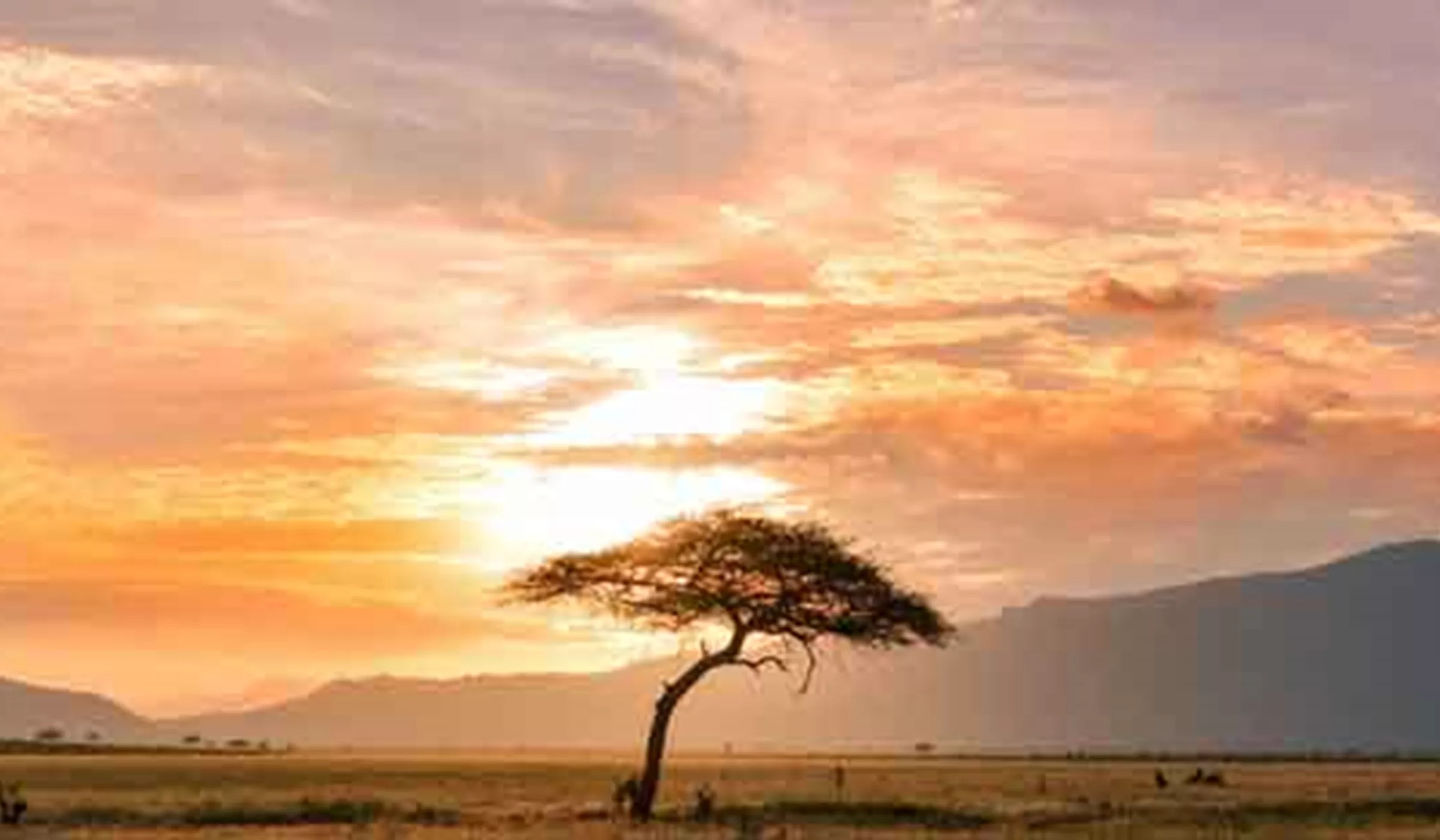 Sunset with tree in South Africa