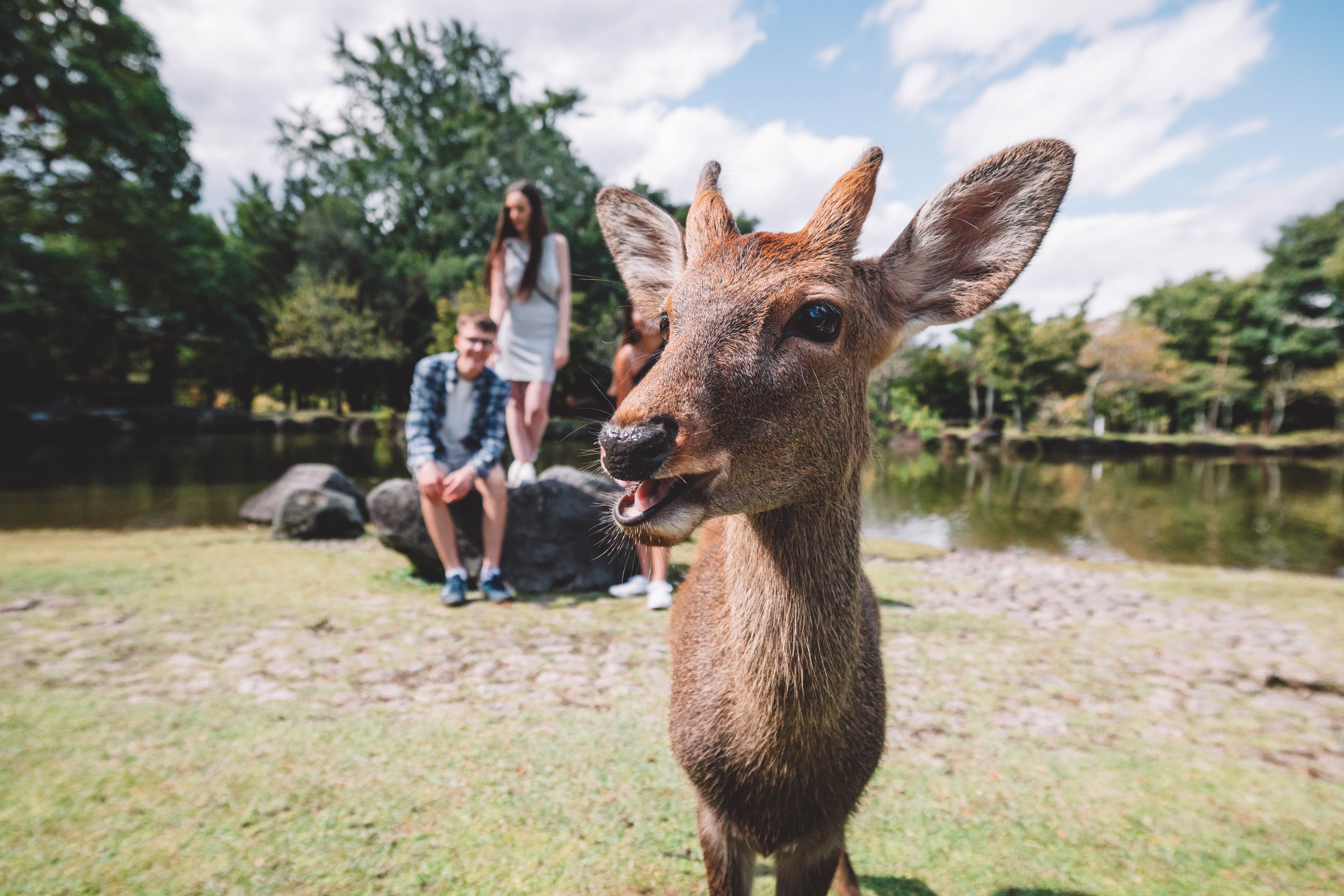 mini-deer.jpg