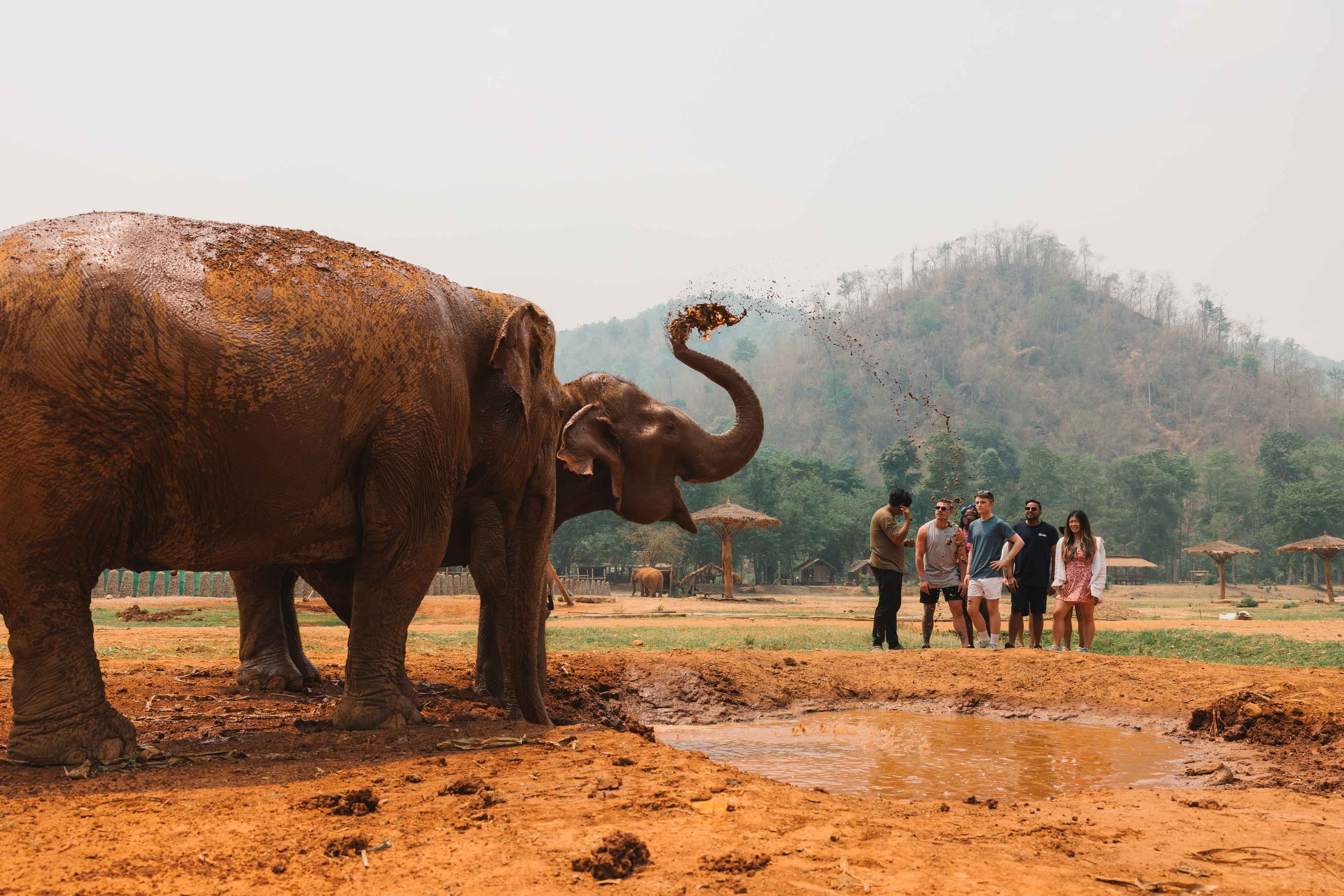 Elephants playing in mud in Thailand