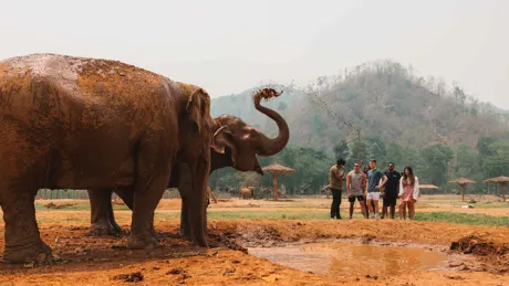 Elephants playing in mud in Thailand