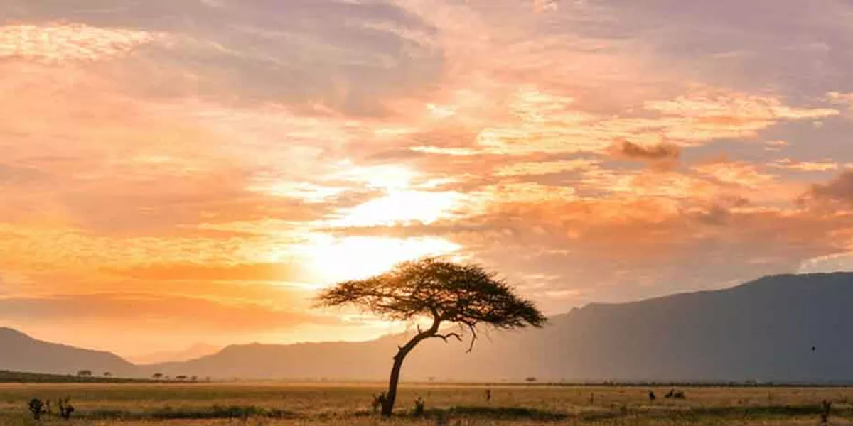 Tree Sunset Green Grass Mountains At The Back