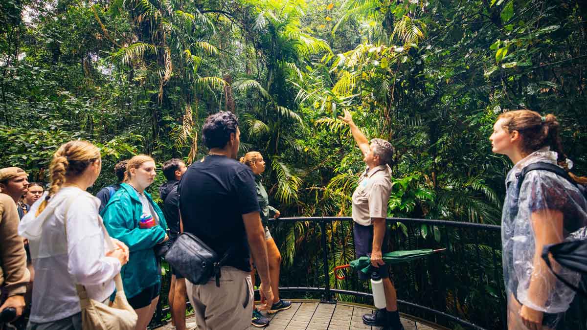 Travelers Visiting Daintree Rainforest