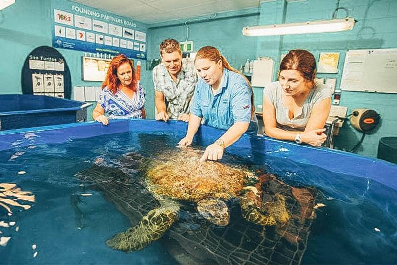 A group of people looking at a turtle in a hospital pool