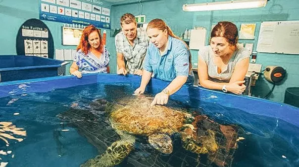 A group of people looking at a turtle in a hospital pool