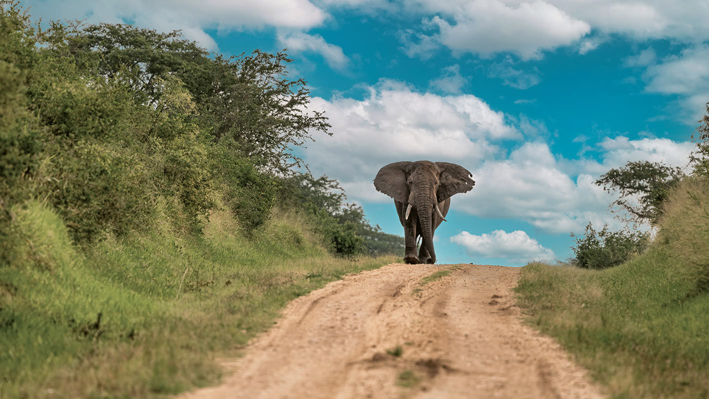 Queen Elizabeth Transit Game Drive 
