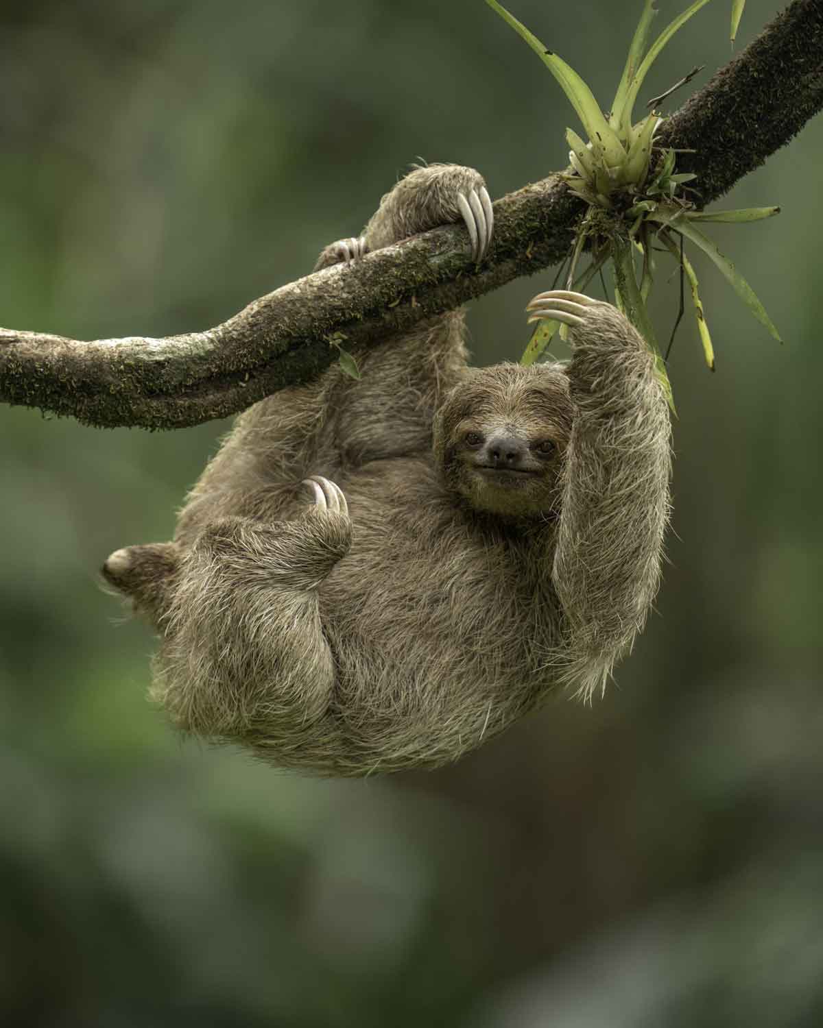 Sloth Hanging In Tree Costa Rica