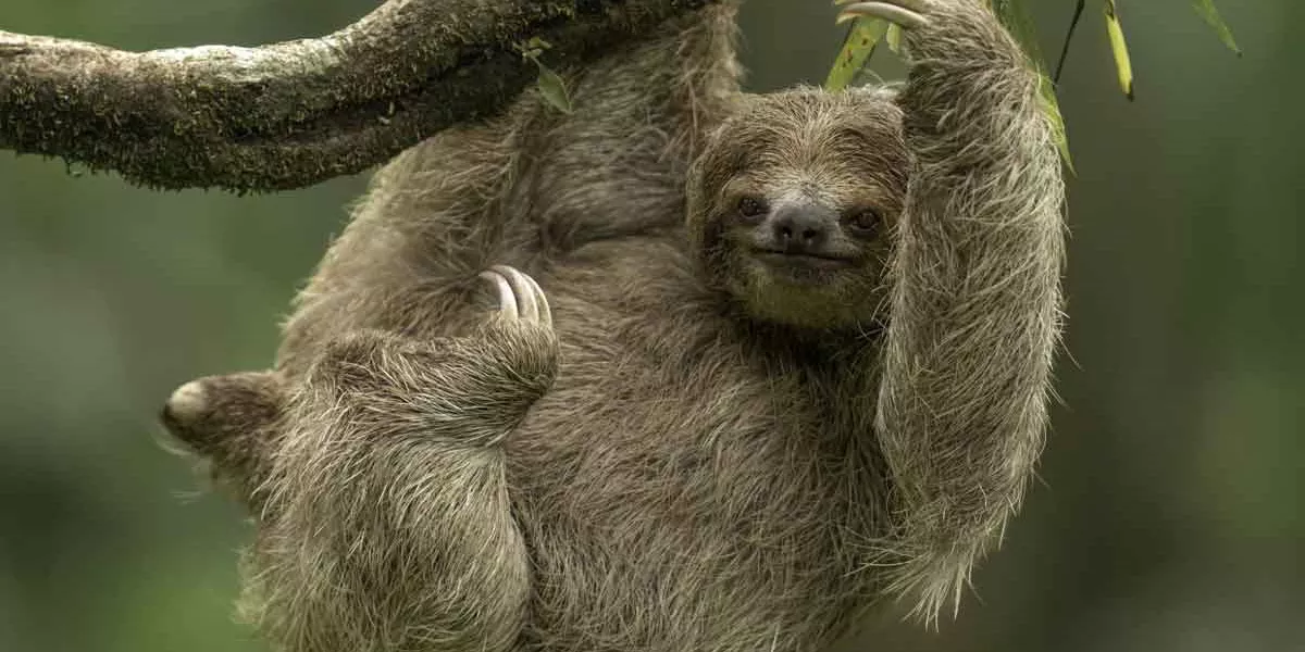 Sloth Hanging In Tree Costa Rica