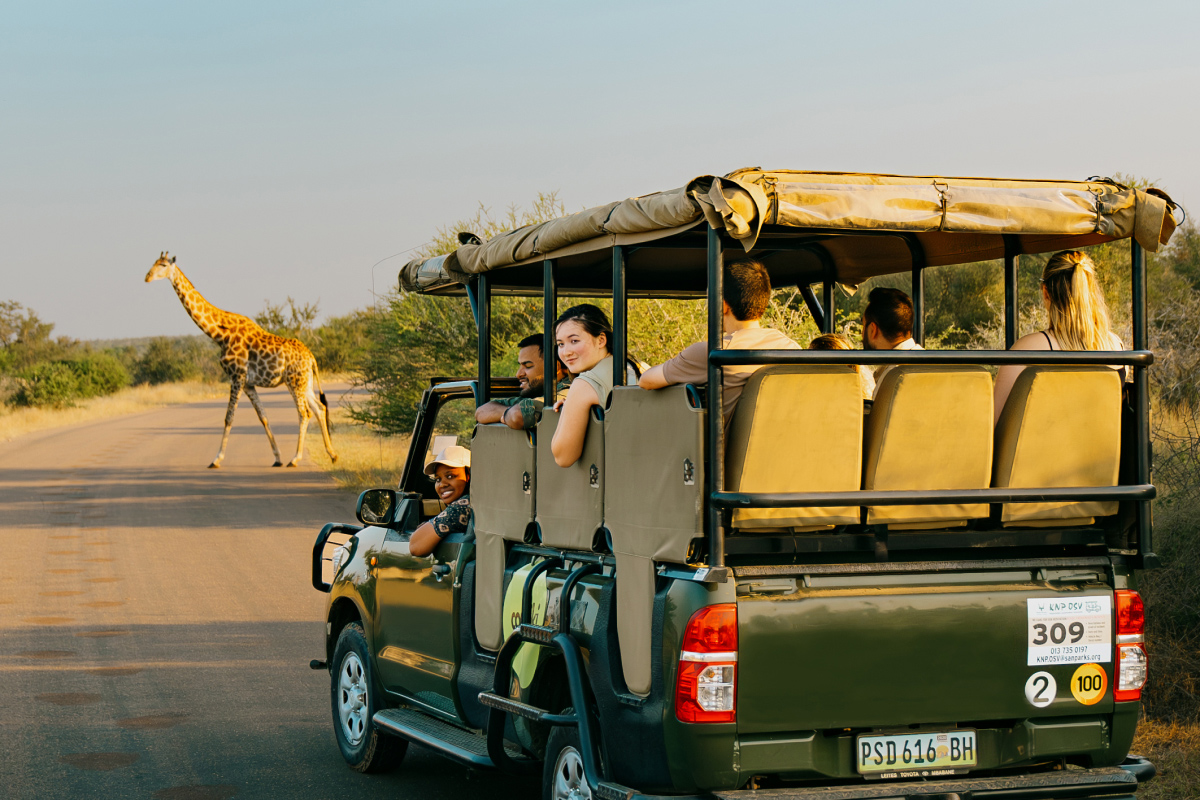 Group In Safari Vehicle Observing A Giraffe In Kruger National Park South Africa