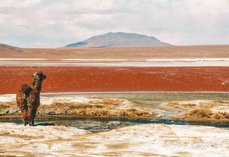 Llama in the desert, Peru
