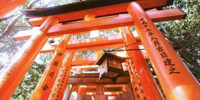 Looking up through the iconic tunnel of orange torii gates with Japanese kanji inscriptions at Fushimi Inari Taisha shrine in Kyoto Japan - Contiki Japan in a Week Tour