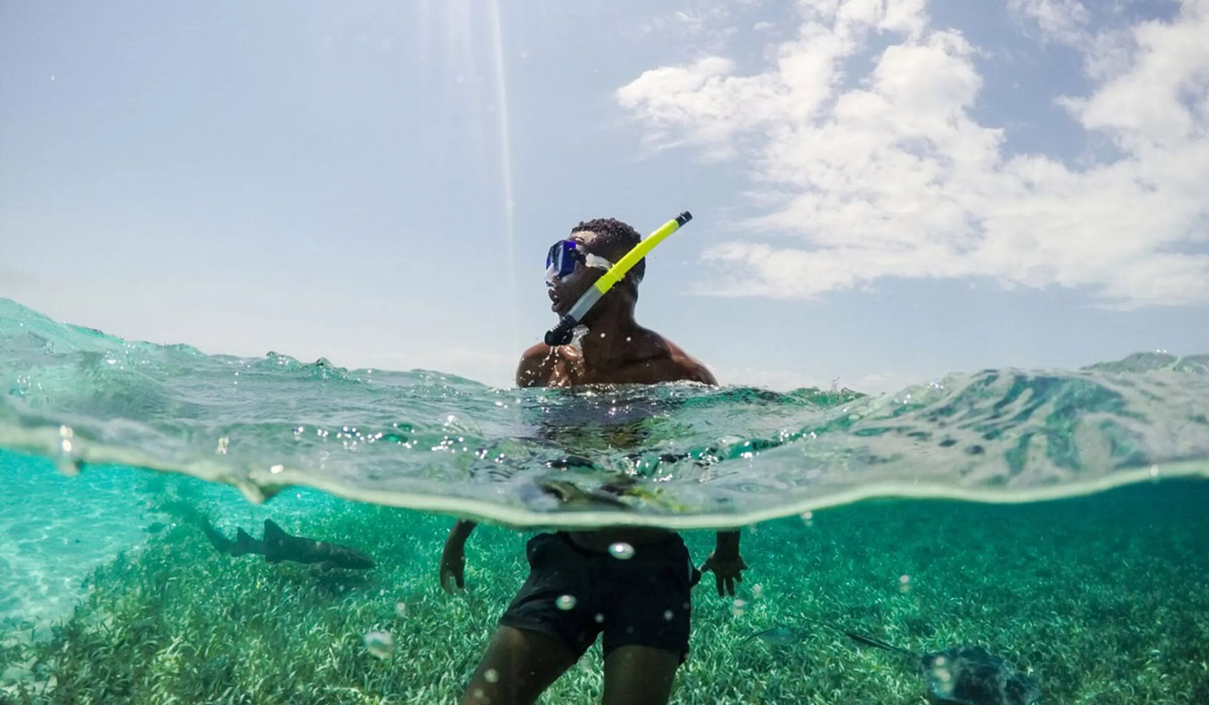Man snorkelling with rays and a small shark.