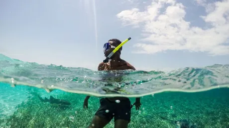Man snorkelling with rays and a small shark.