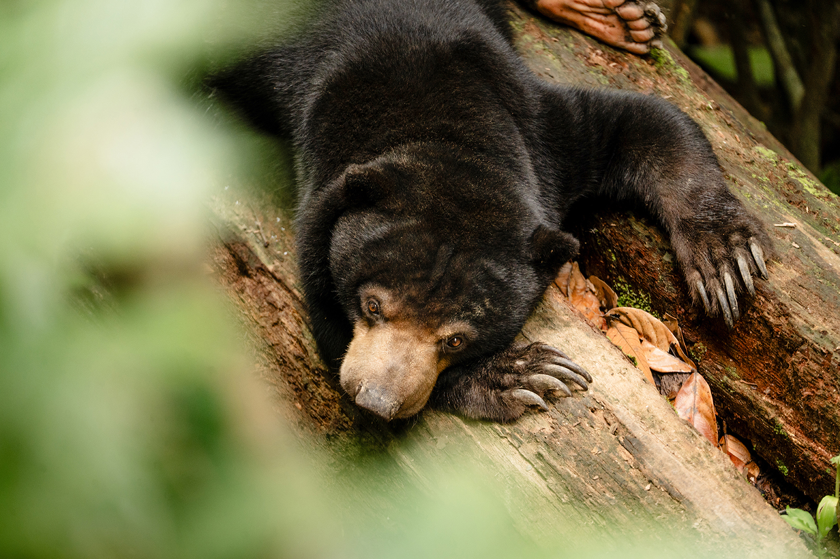 See Rescued Sun Bears at the Sun Bear Conservation Centre MAKE TRAVEL MATTER ® Experience