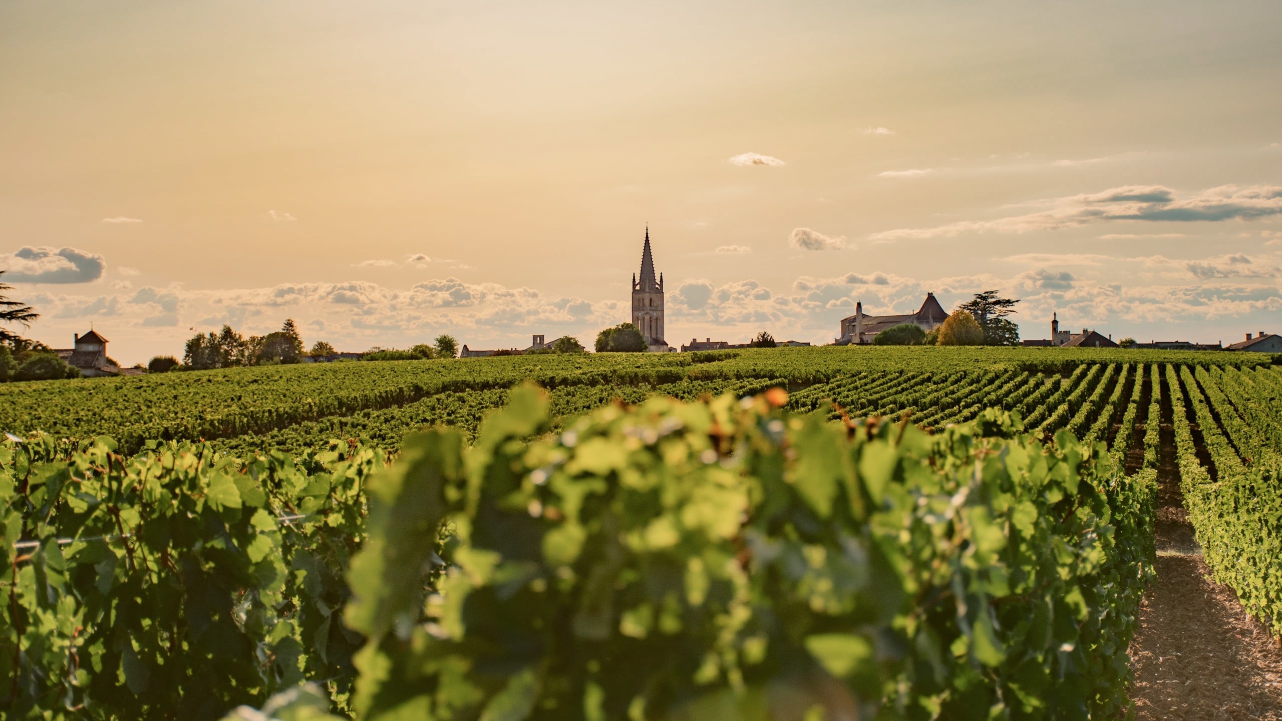 Sunset over vineyards in Bordeaux, France, with rows of grapevines leading to a historic village and church - Bordeaux, Burgundy & Champagne Tour