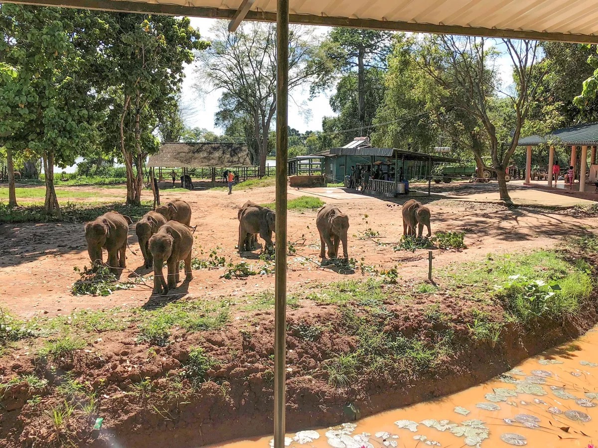 Visit an elephant transit home Udawalawe National Park, Sri Lanka.