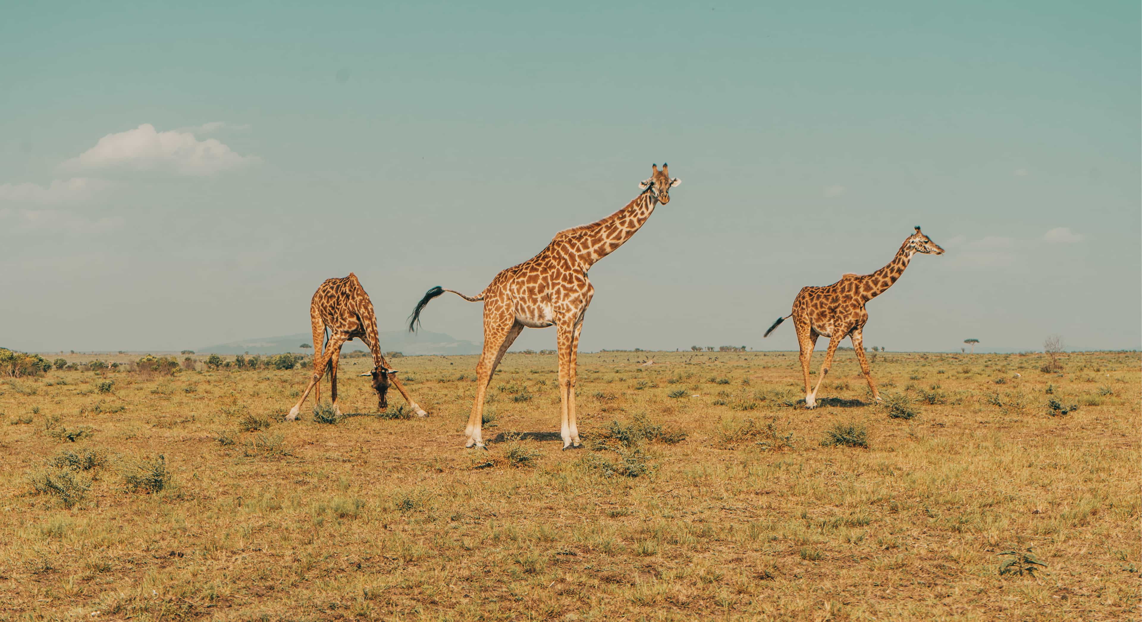 travelupdate-banner-giraffes-african-field.jpg