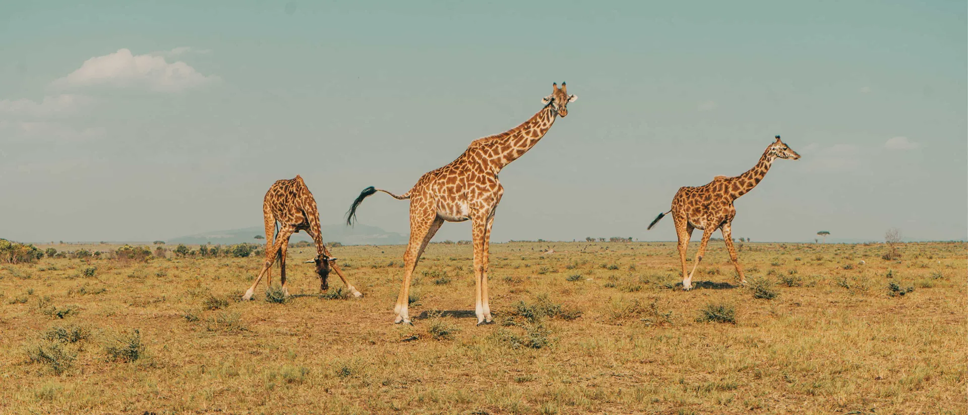 travelupdate-banner-giraffes-african-field.jpg