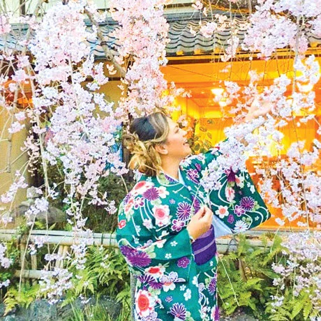 A woman in Japanese clothes picking flowers from a tree