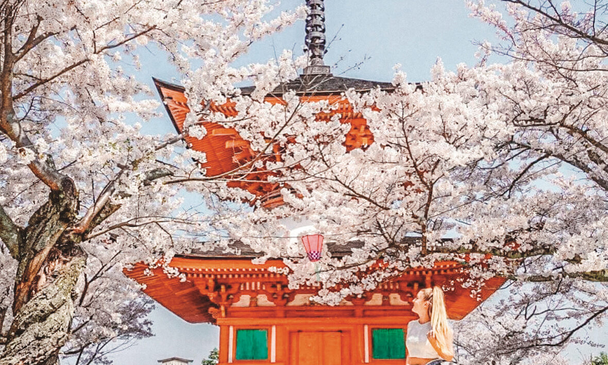 cherry-blossom-in-japan.jpg