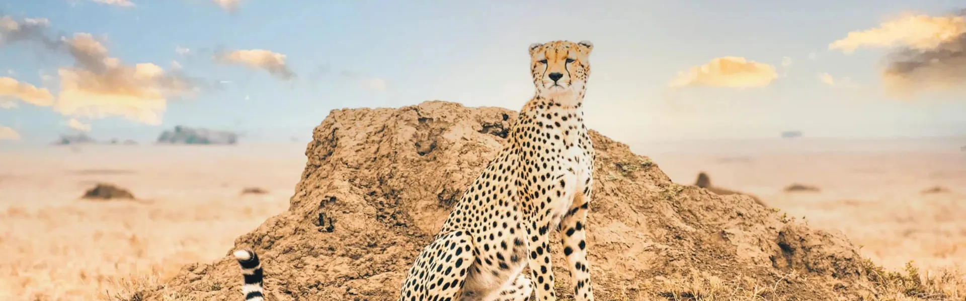 A cheetah standing on top of a pile of dirt