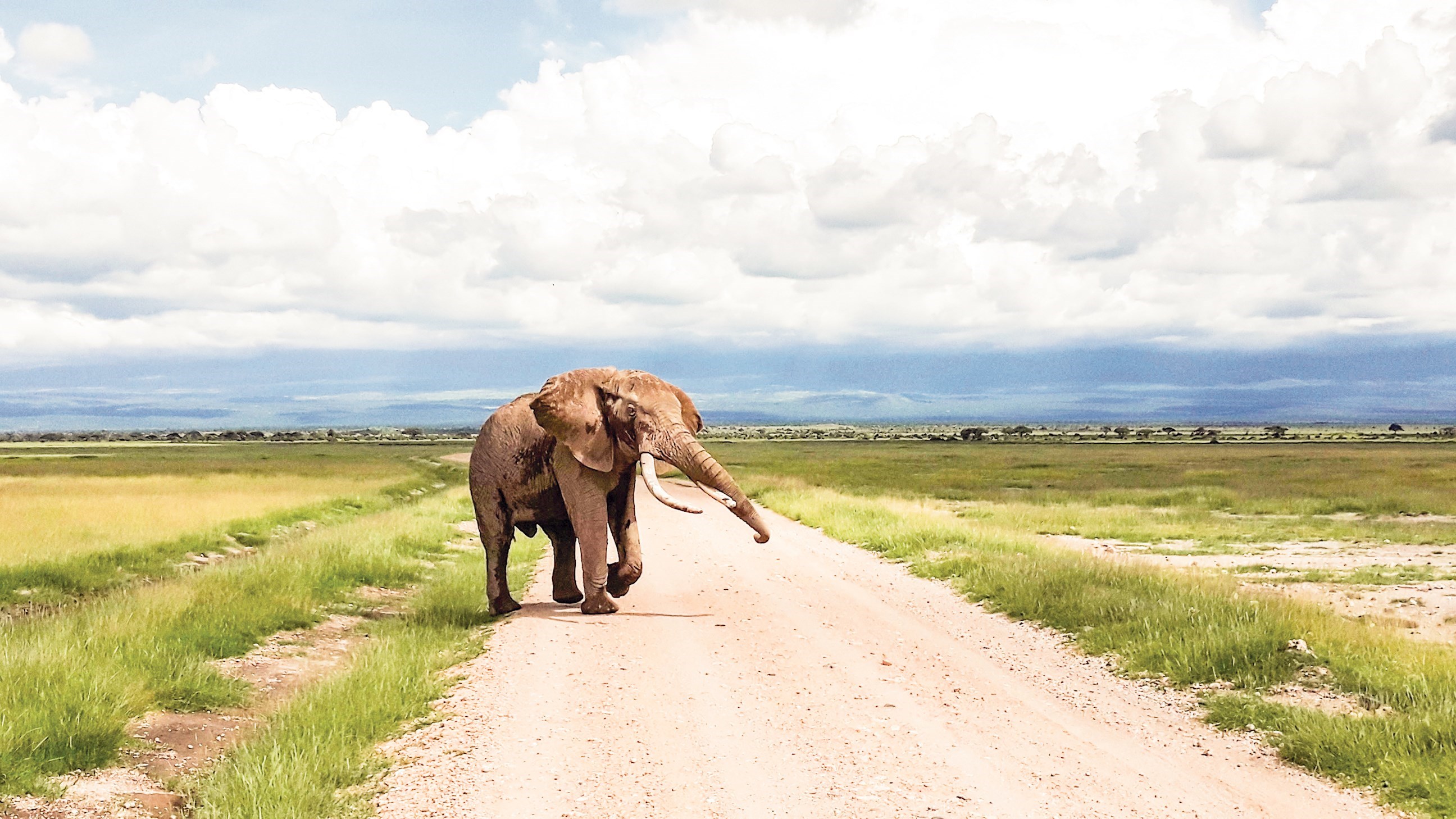 Take a morning Game Drive in Amboseli