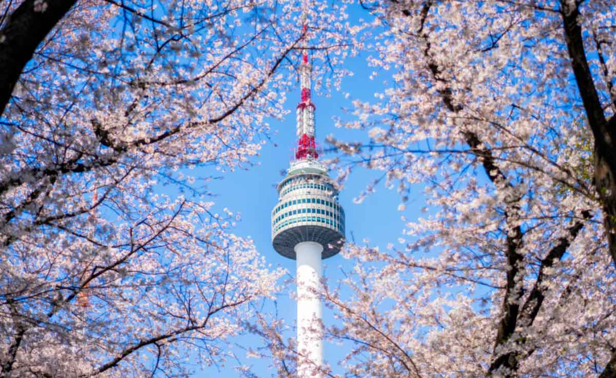 View Through Cherry Blossom South Korea