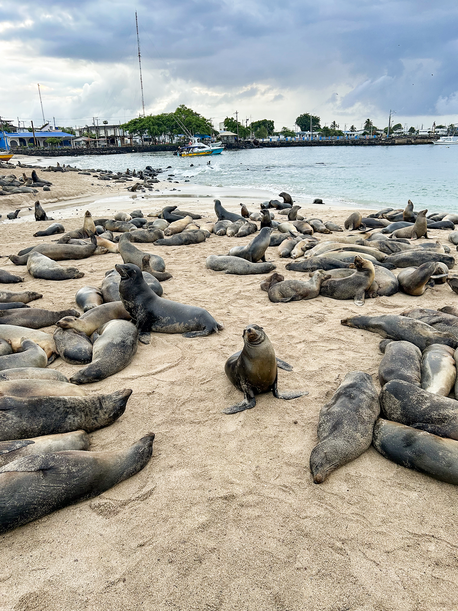 Hang with the notorious sea lions 