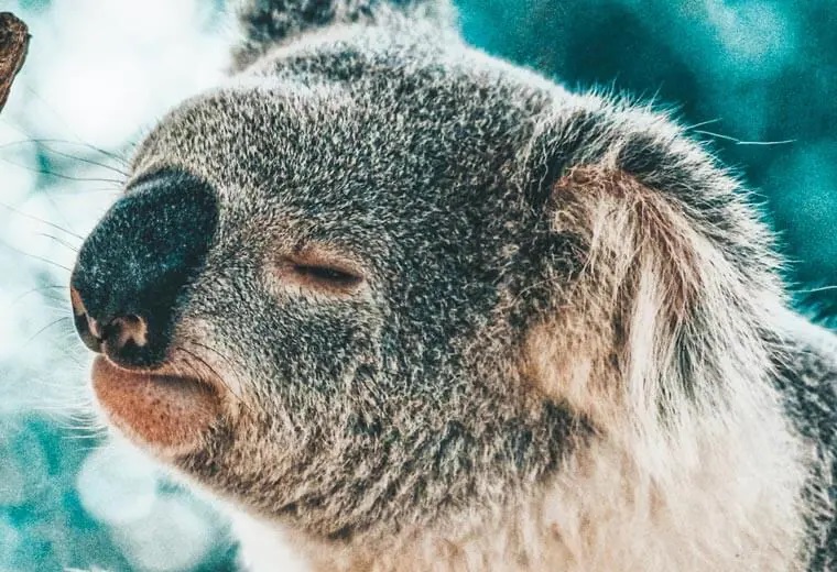 A sleeping koala in Australia