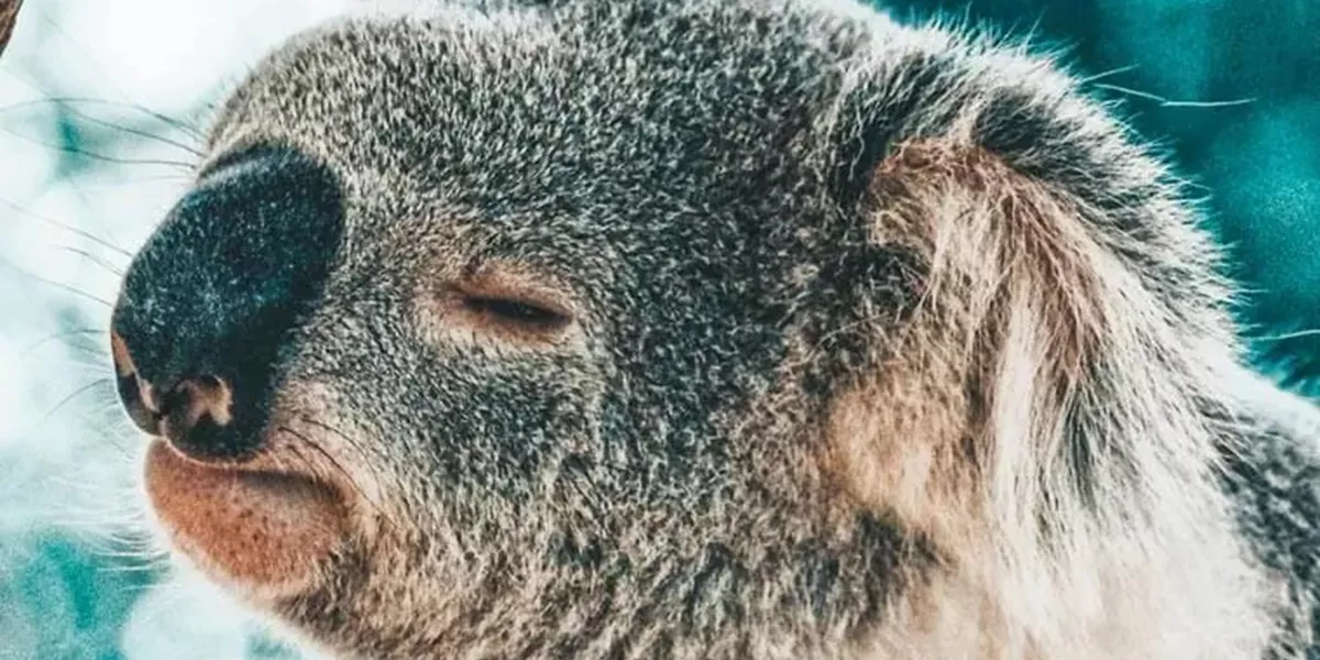 A sleeping koala in Australia