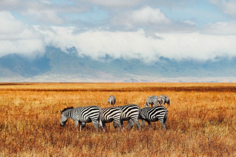 Contiki Safari