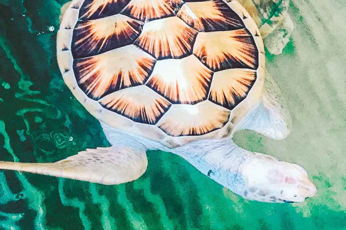 Turtle Swimming In Ocean In Sri Lanka