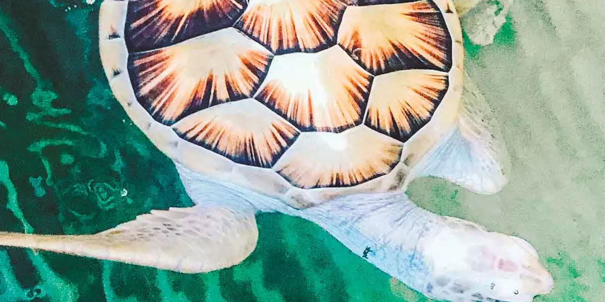 Turtle Swimming In Ocean In Sri Lanka