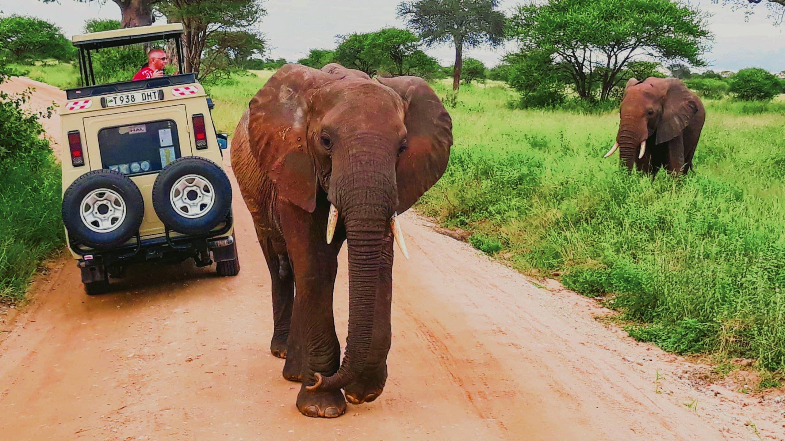 Two elephants walk beside a safari vehicle on a dirt track surrounded by lush green bush in Tanzania.