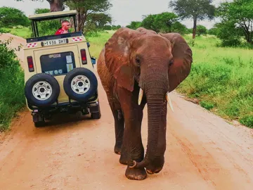 Two elephants walk beside a safari vehicle on a dirt track surrounded by lush green bush in Tanzania.
