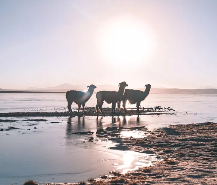 Lamas in the wild