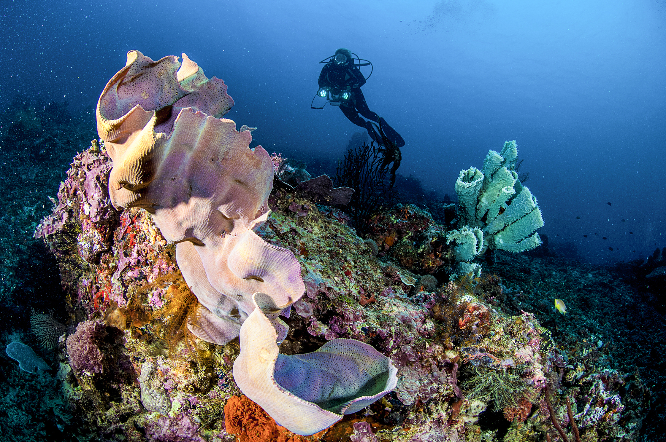 Scuba diver swimming around coral, Gili islands, Indonesia