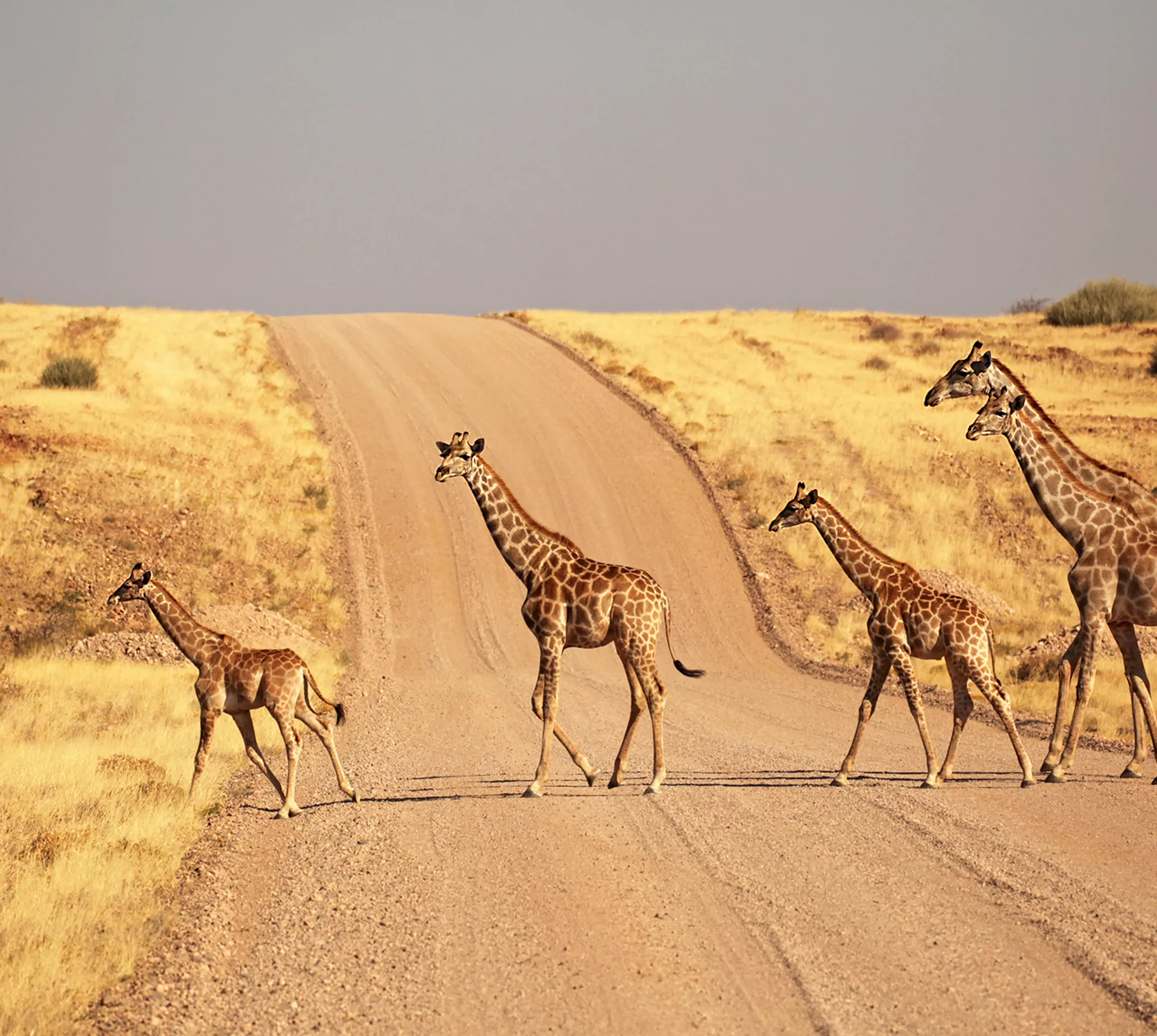 Nomadic Namibia Reunion