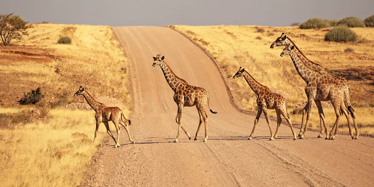 Nomadic Namibia Reunion