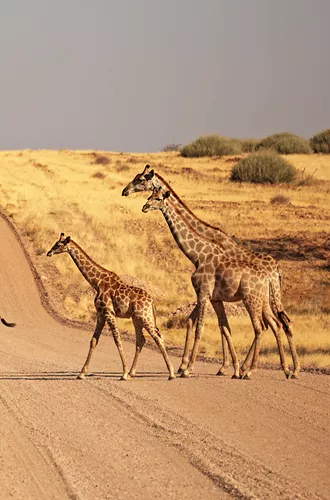 Nomadic Namibia Reunion