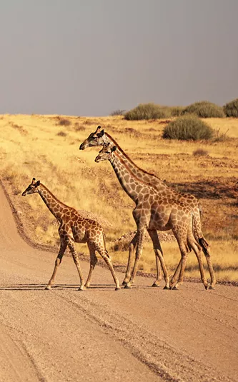 Nomadic Namibia Reunion